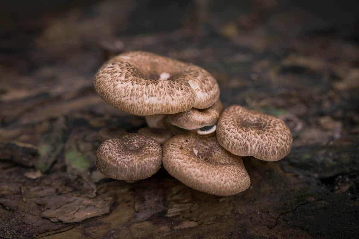 https://myhomemyglobe.com/wp-content/uploads/2019/09/Mushroom-growing-in-the-bathroom_1-1.jpg