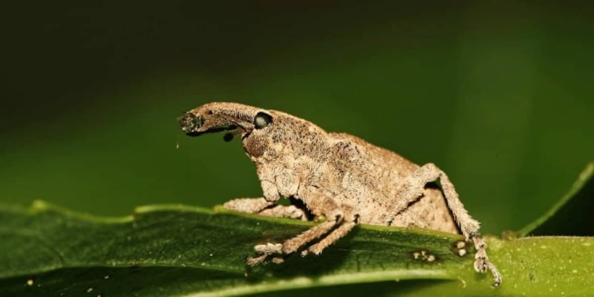 How to Get Rid of Weevils in Bedroom?