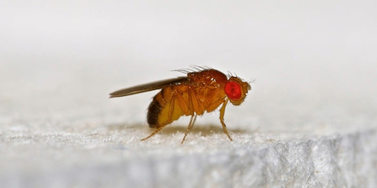 How to Get Rid of Gnats in the Bathroom