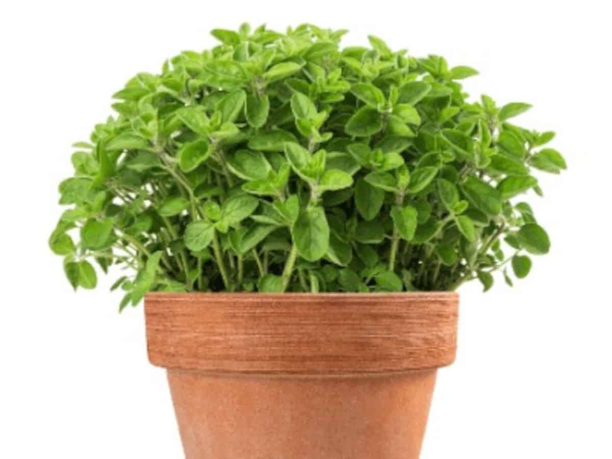 How to Grow Herbs in the Kitchen