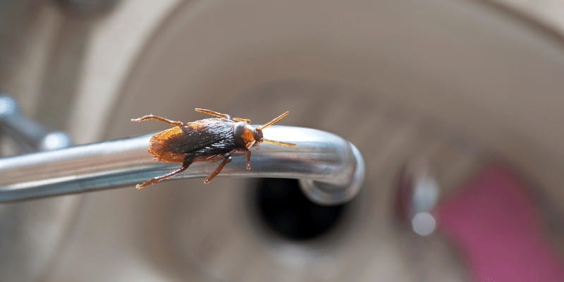 How to Get Rid of Roaches in My Kitchen