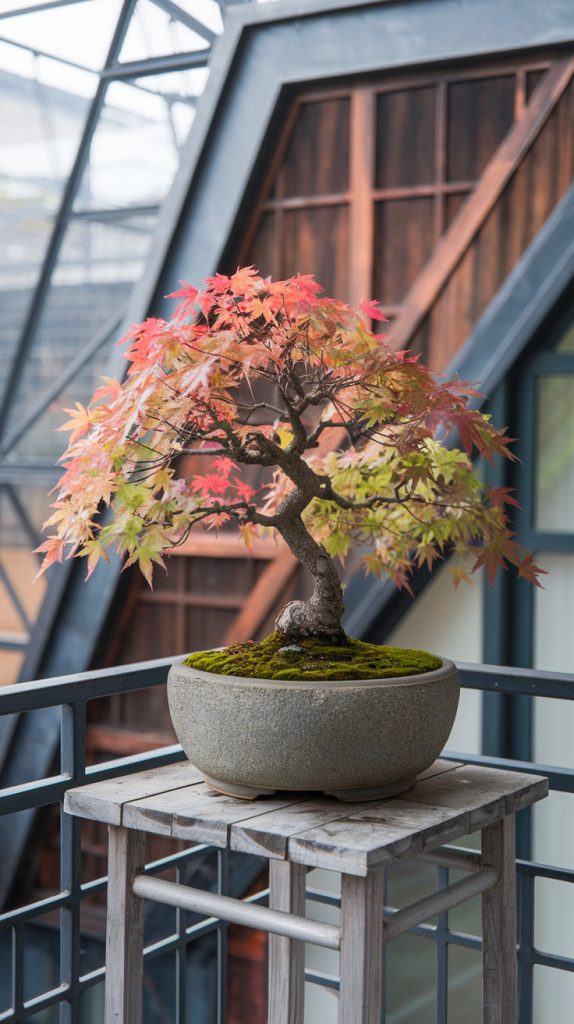 Japanese Maple Bonsai