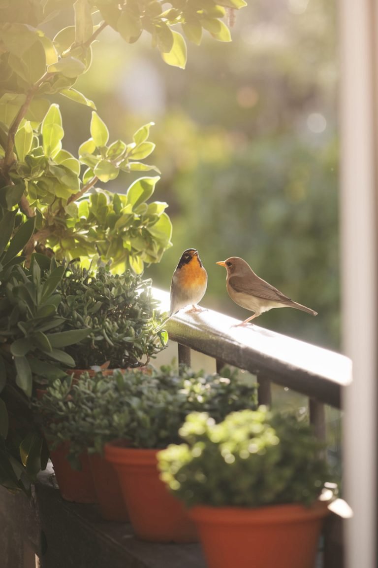 Picture Idea: 10 Ideas To Attract Birds To Your Balcony