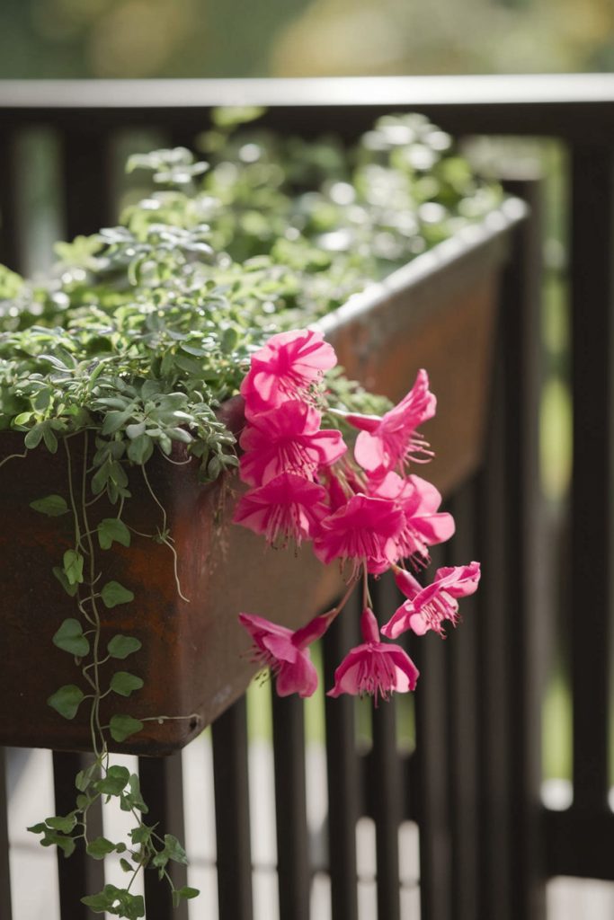 Fuchsia