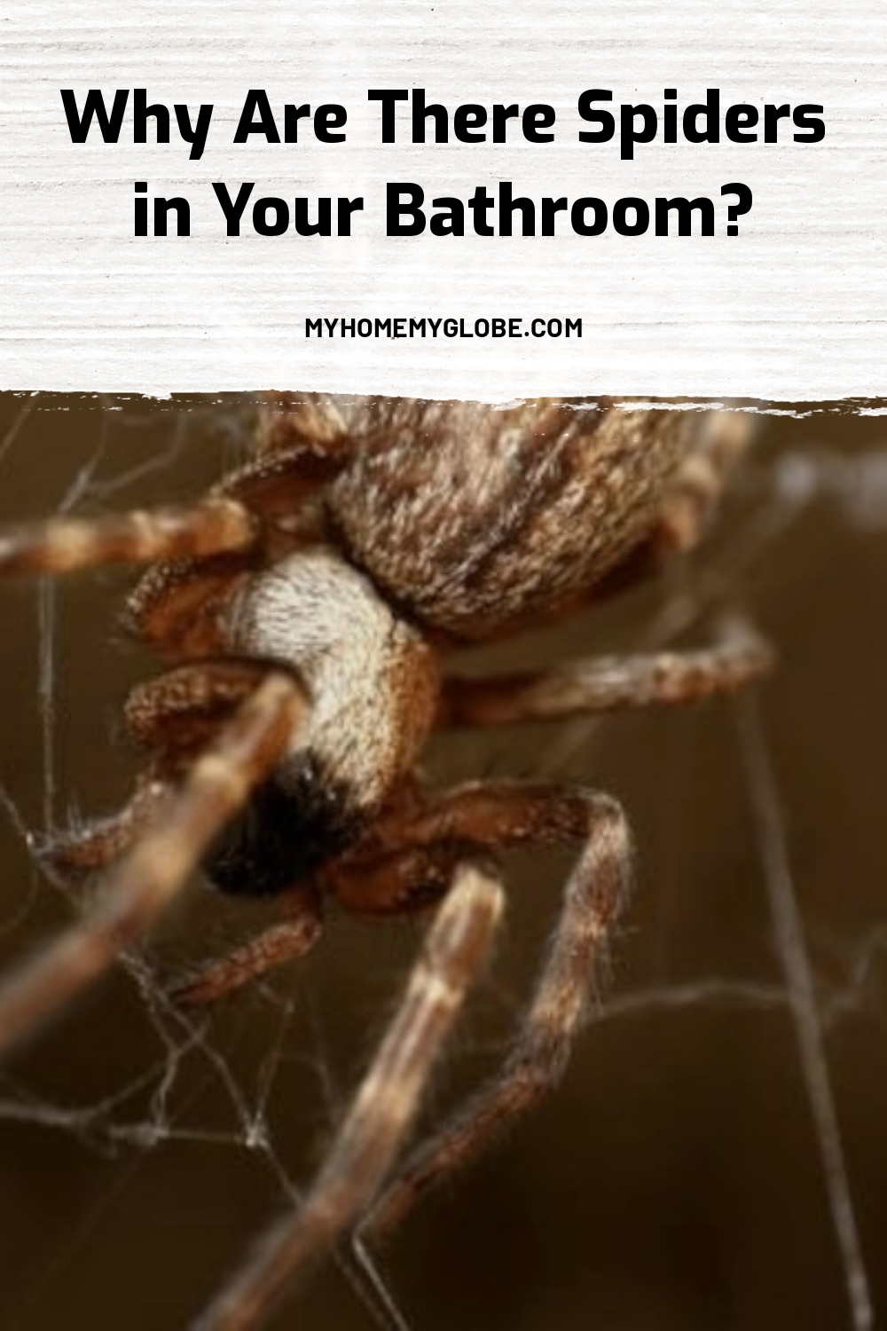 Why Are There Spiders in Your Bathroom? My Home My Globe